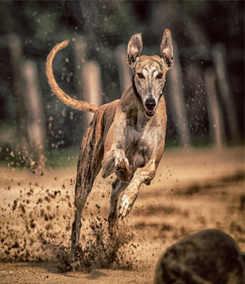 Greyhound racing