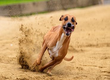 Greyhound racing 