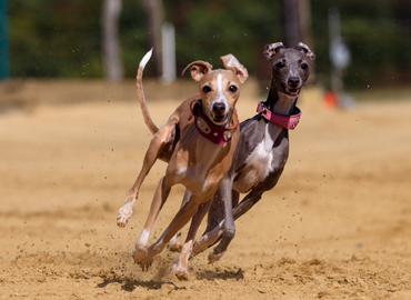 Greyhound racing