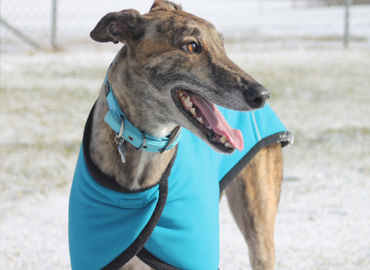 Greyhound racing