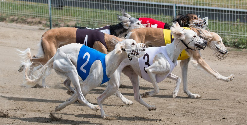 greyhound racing